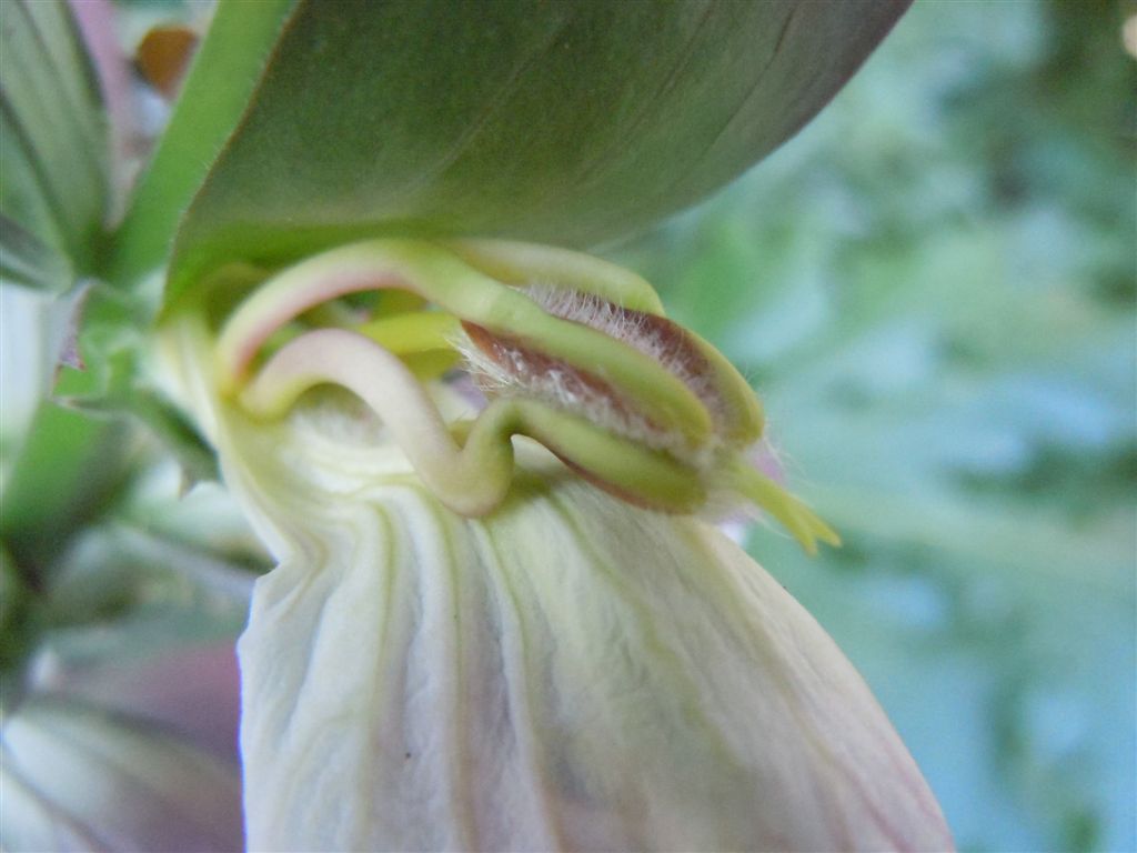 Acanthus mollis / Acanto comune